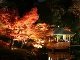 写真：ライトアップされた大田黒公園の紅葉