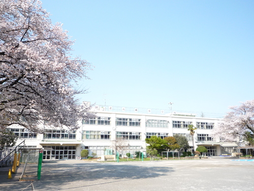 写真：校庭の桜が満開の八成小学校です。