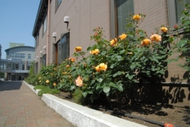 写真：高井戸中学校とアンネのバラ
