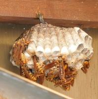 写真4：アシナガバチの巣