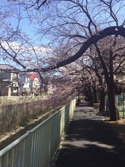 神田川沿いの桜並木の写真