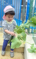 きゅうりを収穫する男の子の写真