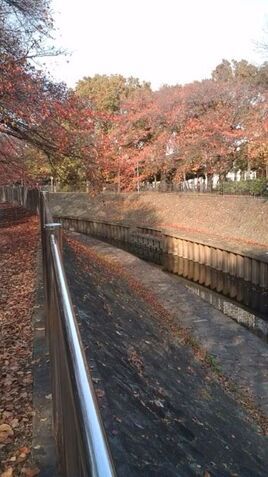 善福寺川沿いの紅葉の写真