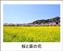 写真：桜と菜の花