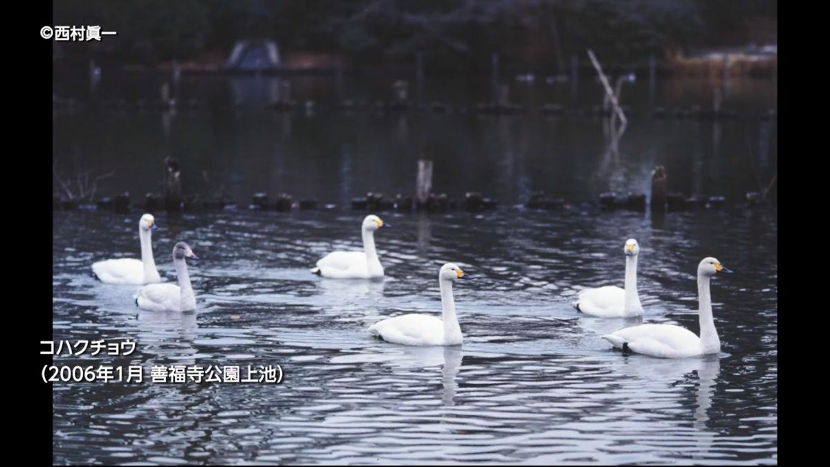 白鳥
