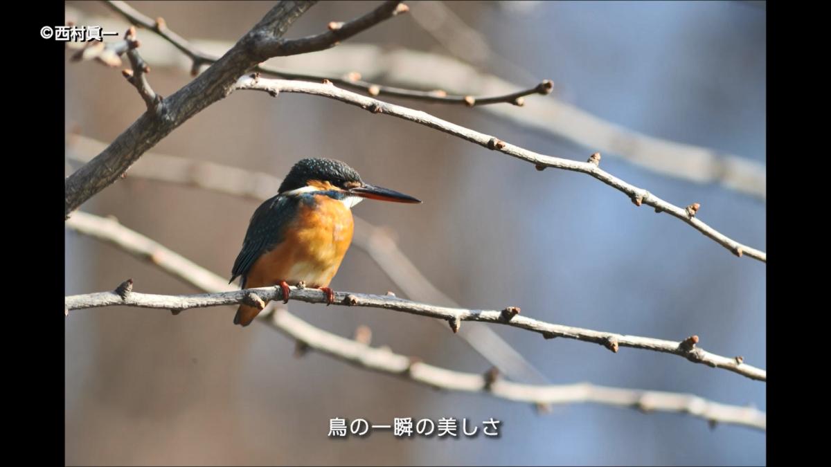 かわせみ