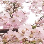 sakuraさんの写真