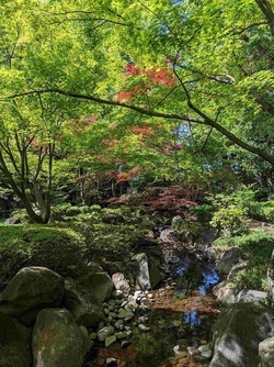 大田黒公園川の写真