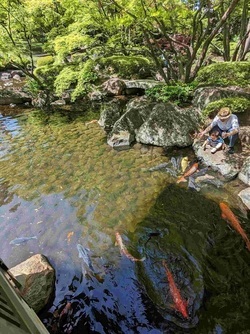 池で鯉にエサをあげている写真